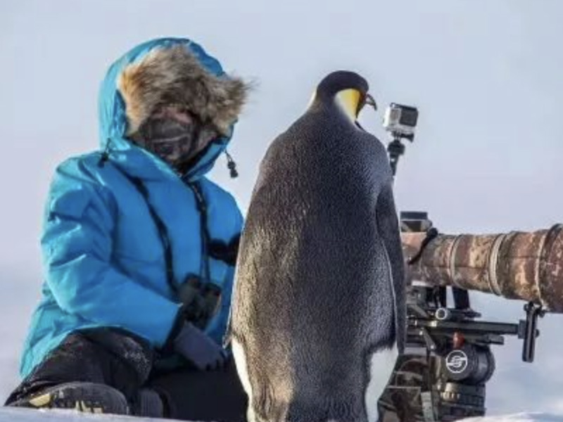 “Lives in the Corner“ - China Wildlife Photographer Guying Sharing Her Experience in on the Earth's three poles